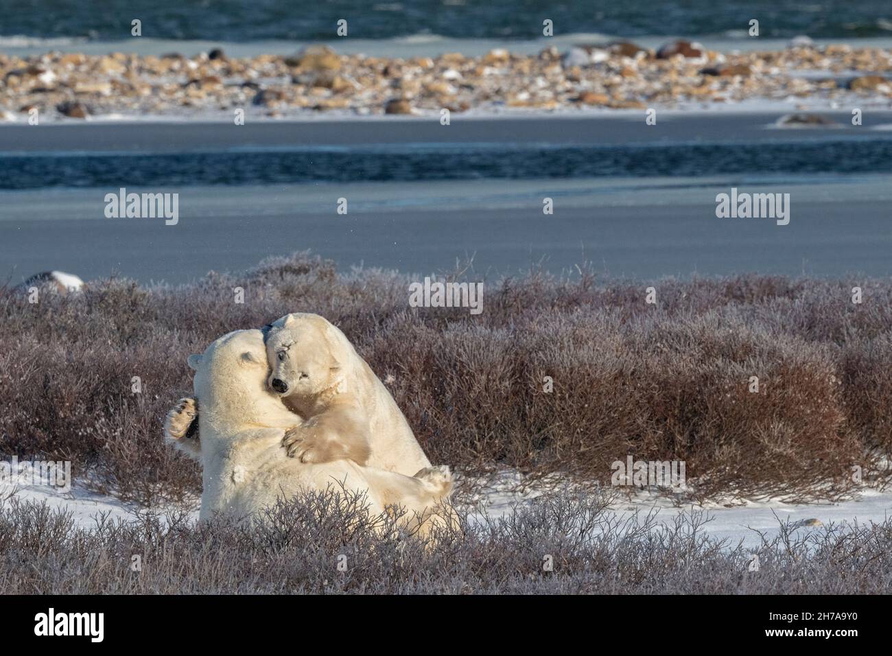 Kanada, Manitoba, Churchill. Eisbären, die im Herbst an der Küste der Hudson Bay spärten. (WILD: Ursus maritimus) Stockfoto