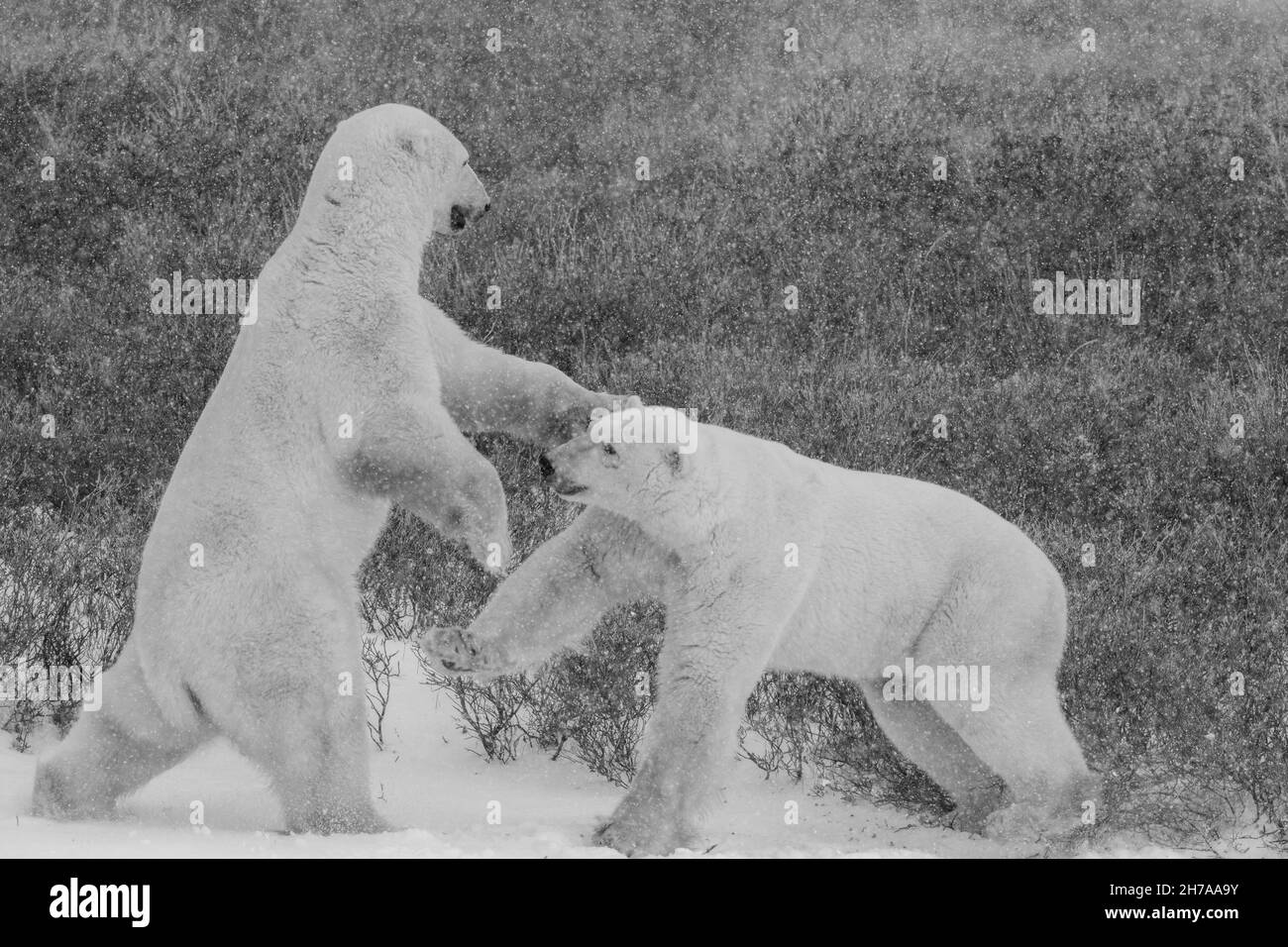 Kanada, Manitoba, Churchill. Eisbären-Rüden, die im Schneesturm (WILD: Ursus maritimus) Sparring B&W Stockfoto