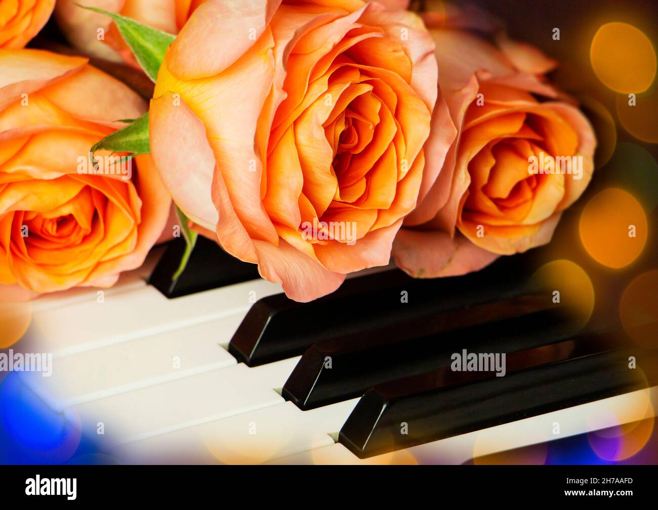 Bouquet von rosa Rosen auf der Klaviertastatur, romantische Atmosphäre. Ein Geschenk von Fans Stockfoto