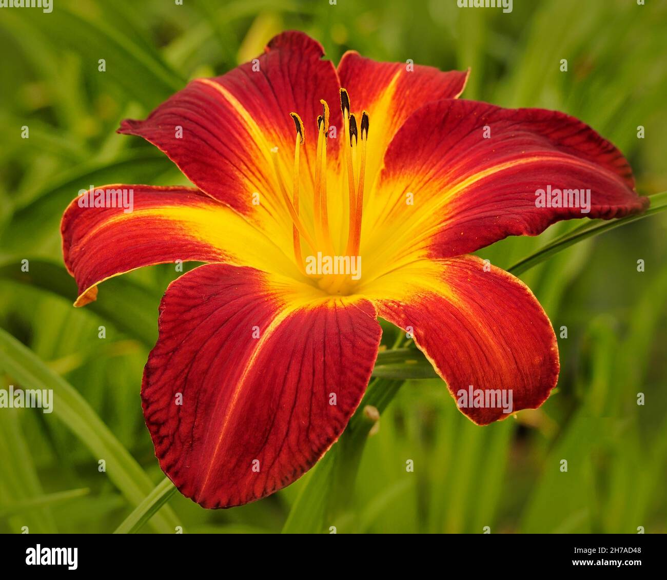 Nahaufnahme der Blume von Hemerocallis 'Ruby Spider' im Sommer Stockfoto