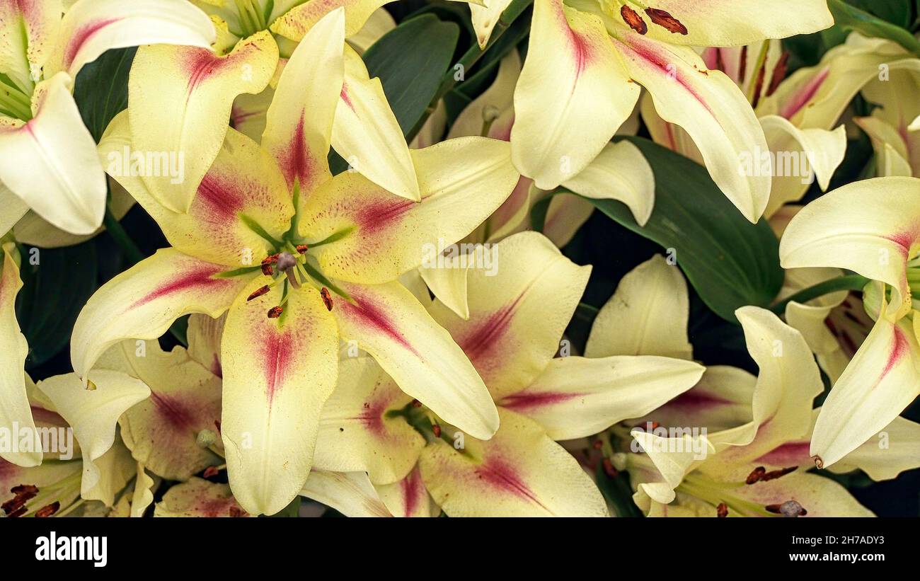 Nahaufnahme der Blumen der Lilium Nymphe im Sommer Stockfoto