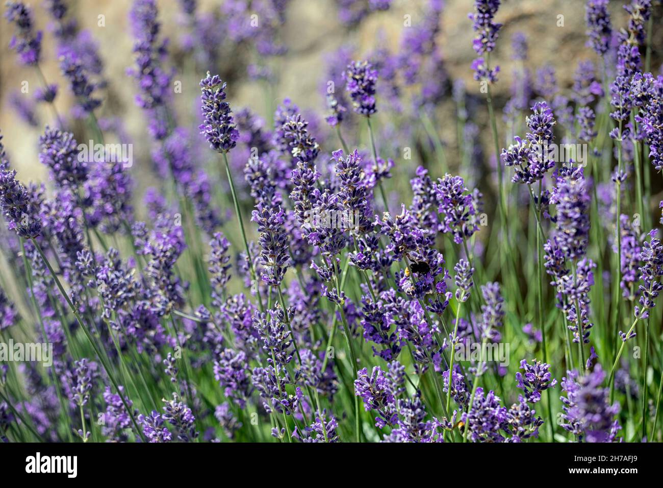 Nahaufnahme der Blumen von Lavandula angustifolia 'Munstead' im Sommer Stockfoto