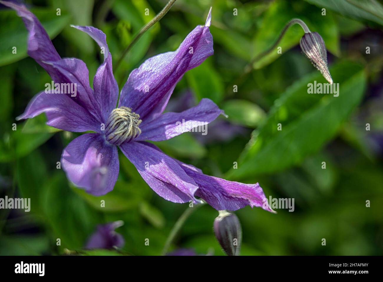 Nahaufnahme einer Clematis 'Harlow Carr' Blume im Sommer Stockfoto