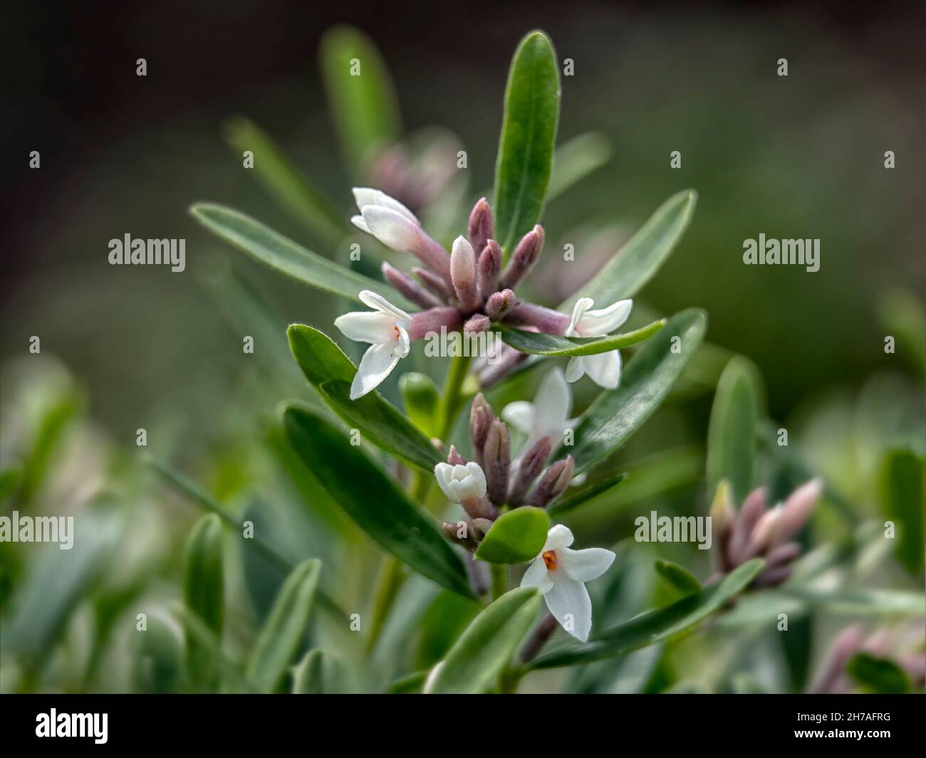 Nahaufnahme der Blumen von Daphne × transatlantica 'Eternal Fragrance' im Sommer Stockfoto