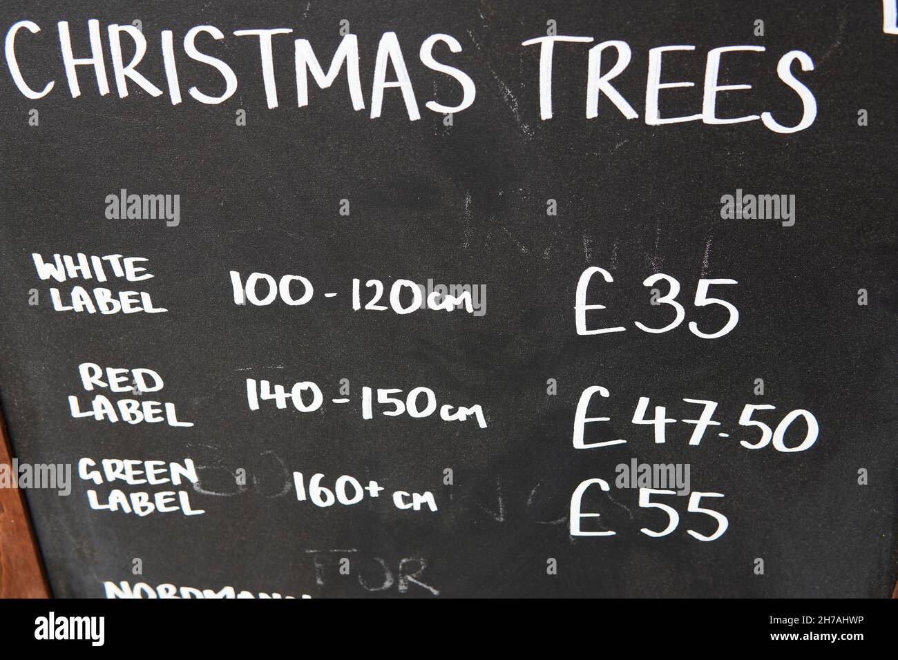 Von Hand gezeichneter Weihnachtsbaum mit Kreide auf einem Hintergrund aus schwarzen Brettschauchen und Pfundpreisen. Weihnachtsbaum Verkauf. Stockfoto