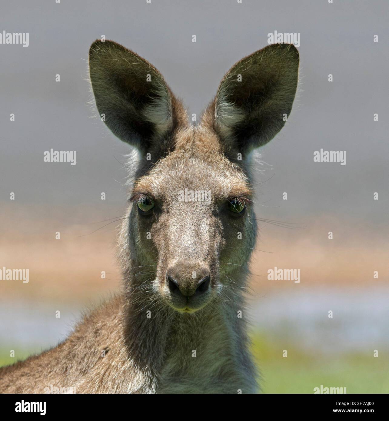 Porträt des wunderschönen Gesichts des grauen Kängurus aus dem Osten, Macropus giganteus, in freier Wildbahn, wachsam und starrt in die Kamera an der Küste von Queensland, Australien Stockfoto