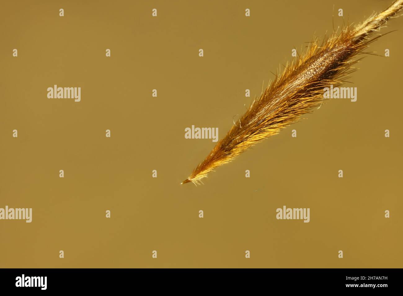 Isolierte Super-Makro-Ansicht des Speergras (Austrostipa)-Saatkopfes, Südaustralien Stockfoto