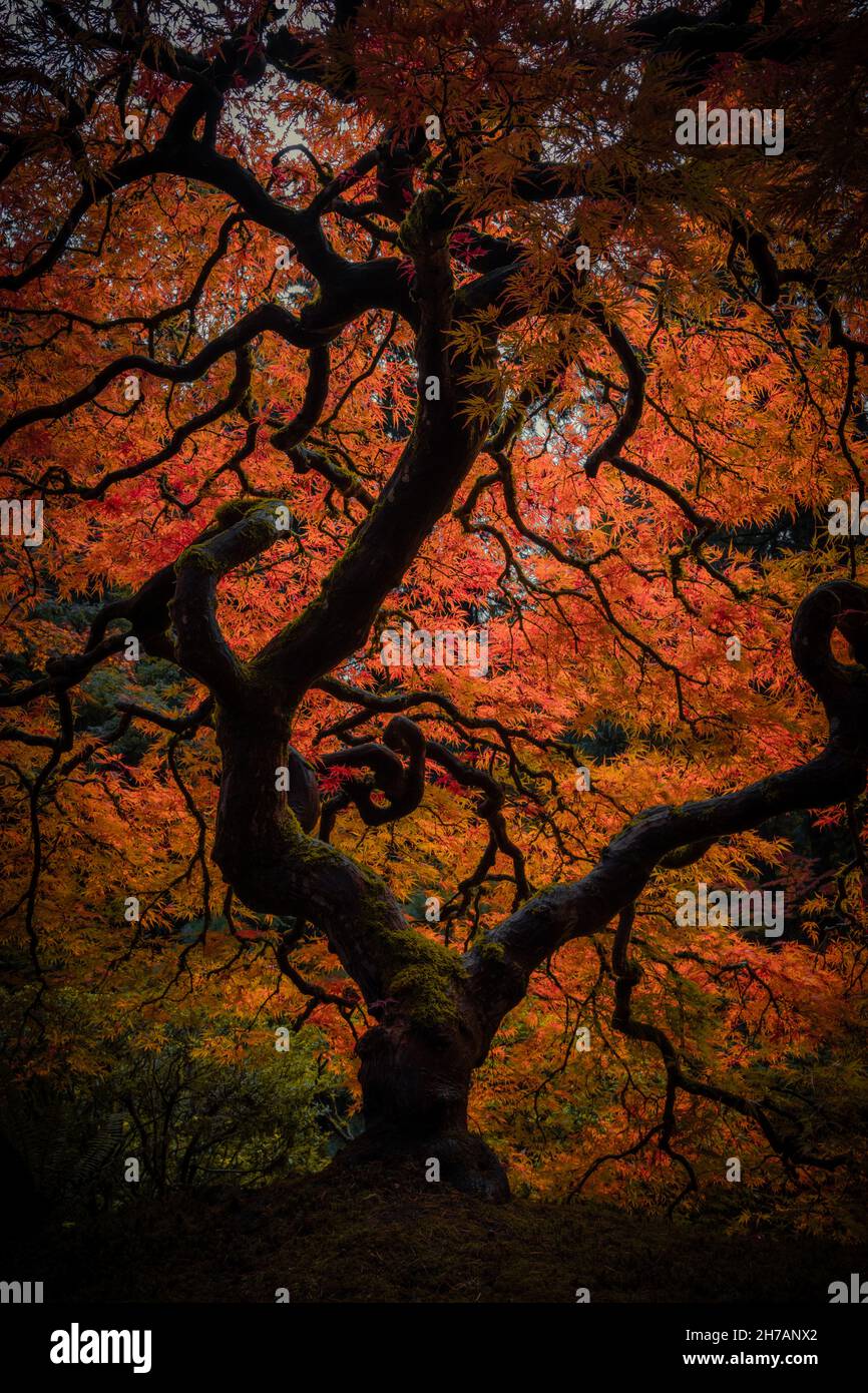 Die Krone des alten Baumes im Herbst mit lebendigen Farben im Portland Garden Stockfoto