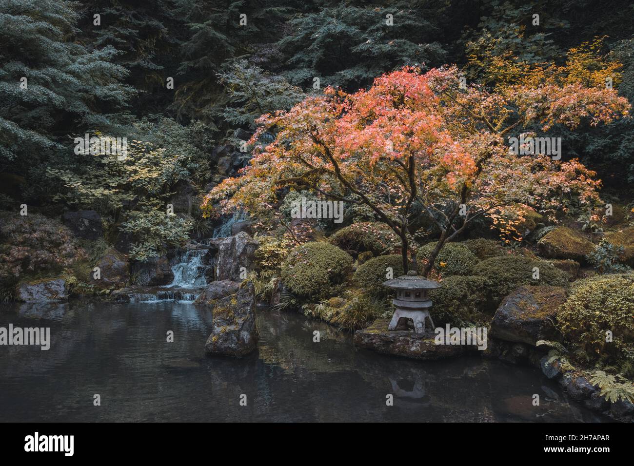 Die Krone des alten Baumes im Herbst mit lebendigen Farben im Portland Garden und Hintergrund der Herbstlandschaft. Ruhe, Zen, Meditation, Harmonie Stockfoto