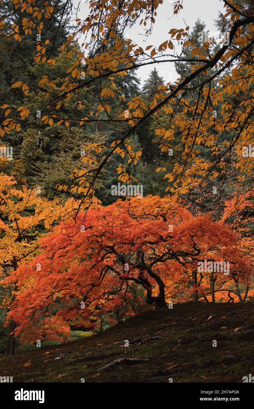 Die Krone des alten Baumes im Herbst mit lebendigen Farben im Portland Garden Stockfoto