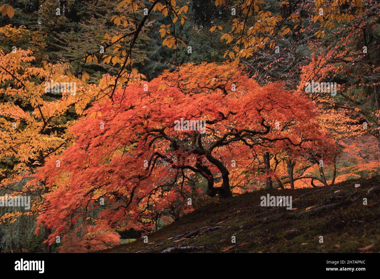 Die Krone des alten Baumes im Herbst mit lebendigen Farben im Portland Garden Stockfoto