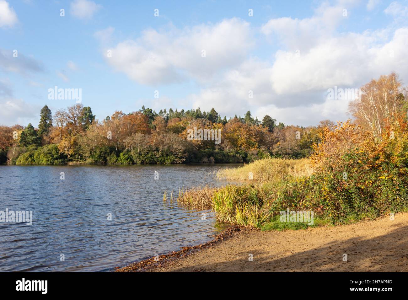 Virginia Water Lake (Windsor Great Park) im Herbst, Virginia Water, Surrey, England, Großbritannien Stockfoto