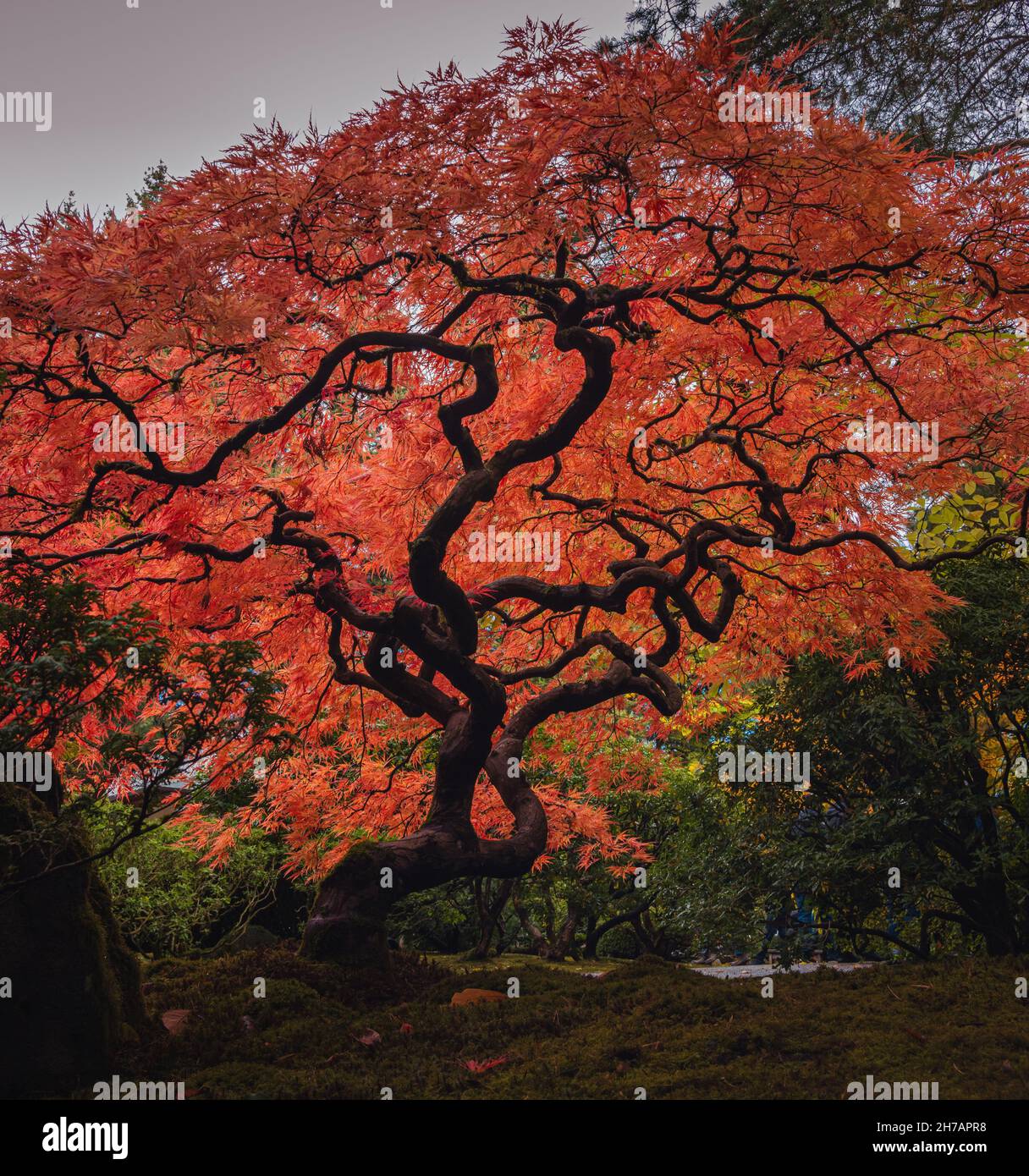 Die Krone des alten Baumes im Herbst mit lebendigen Farben im Portland Garden Stockfoto