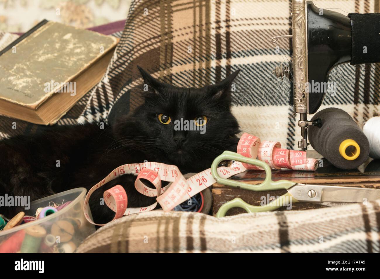 Nähmaschine mit Faden und Katze. Stockfoto