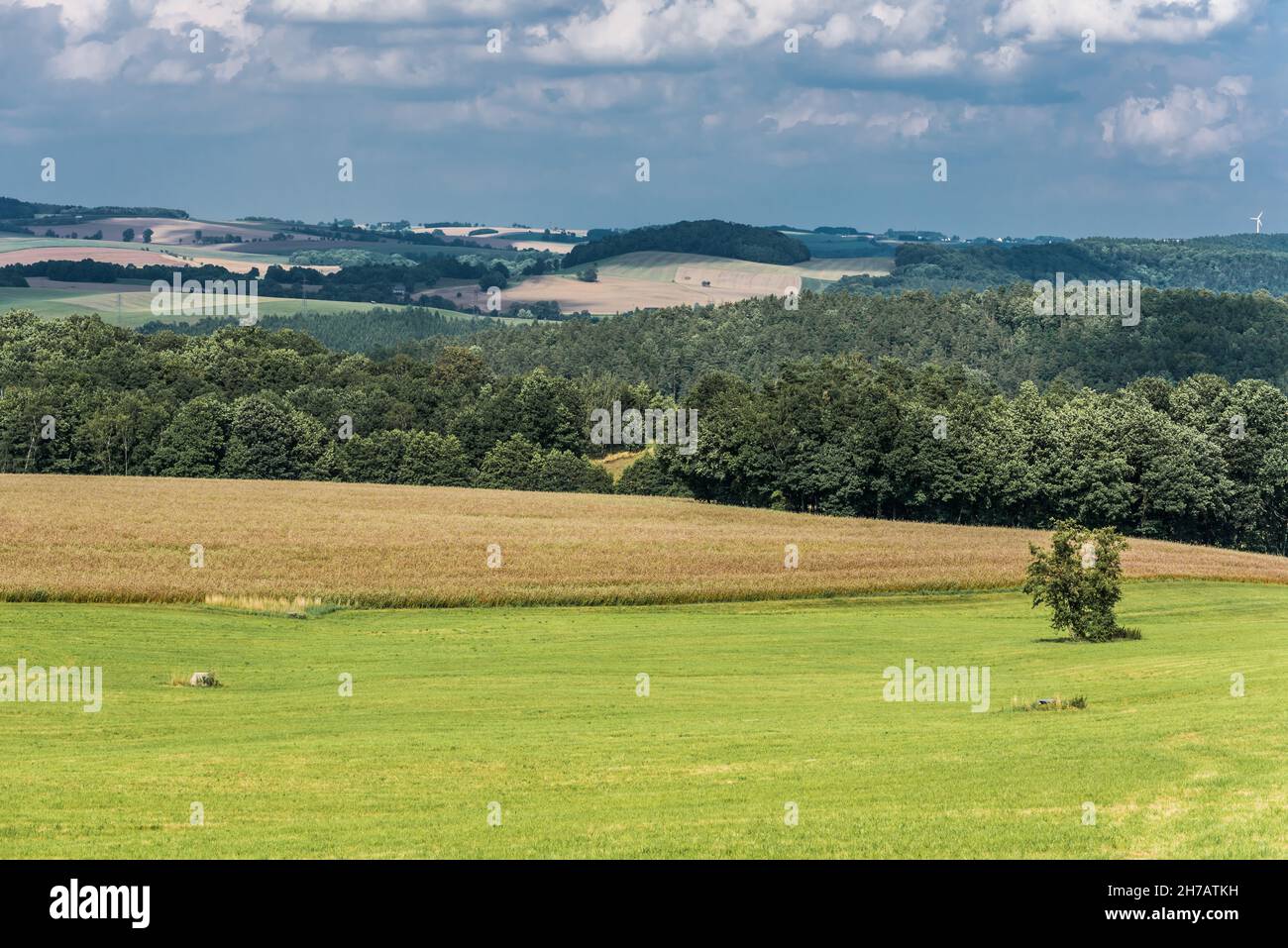 Gelbe Weizenfelder und grüne Umgebung auf bäuerlichem Ackerland in Deutschland Stockfoto