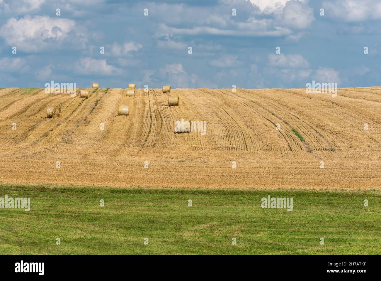 Gelbe Weizenfelder und grüne Umgebung auf bäuerlichem Ackerland in Deutschland Stockfoto