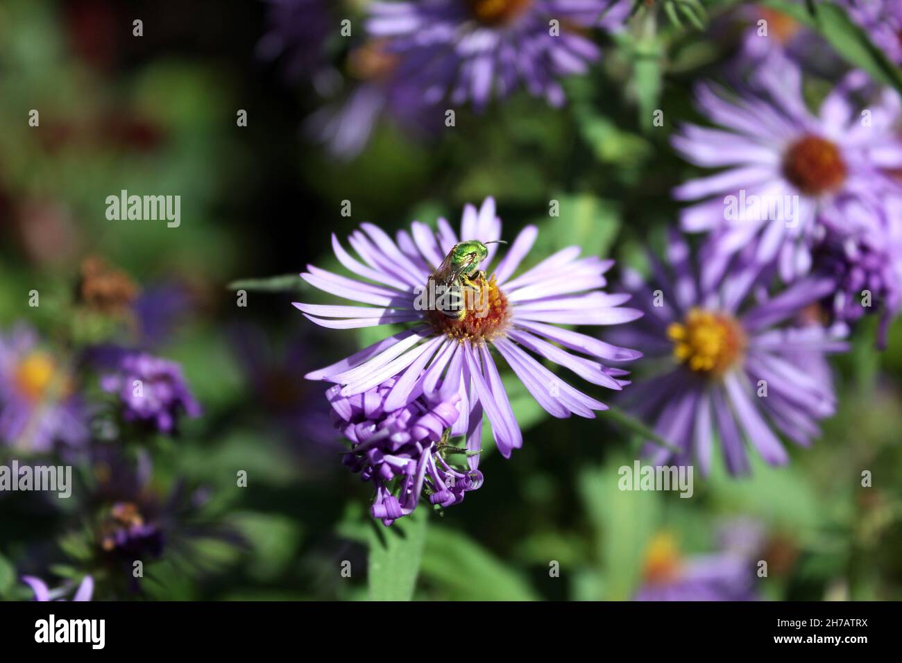 Strahlend grüne Biene auf Astern im Spätsommer Stockfoto