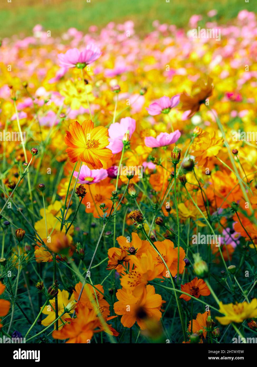 Wildblumen blühen auf einem Feld mit brillanter Farbe im ländlichen Georgia, USA. Stockfoto