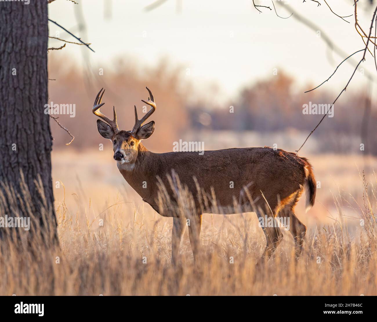 Wildschwanzhirsch (Buck), der im Grasfeld des Rocky Mountain Arsenal National Wildlife Refuge Colorado, USA, weit über dem Rasen steht Stockfoto