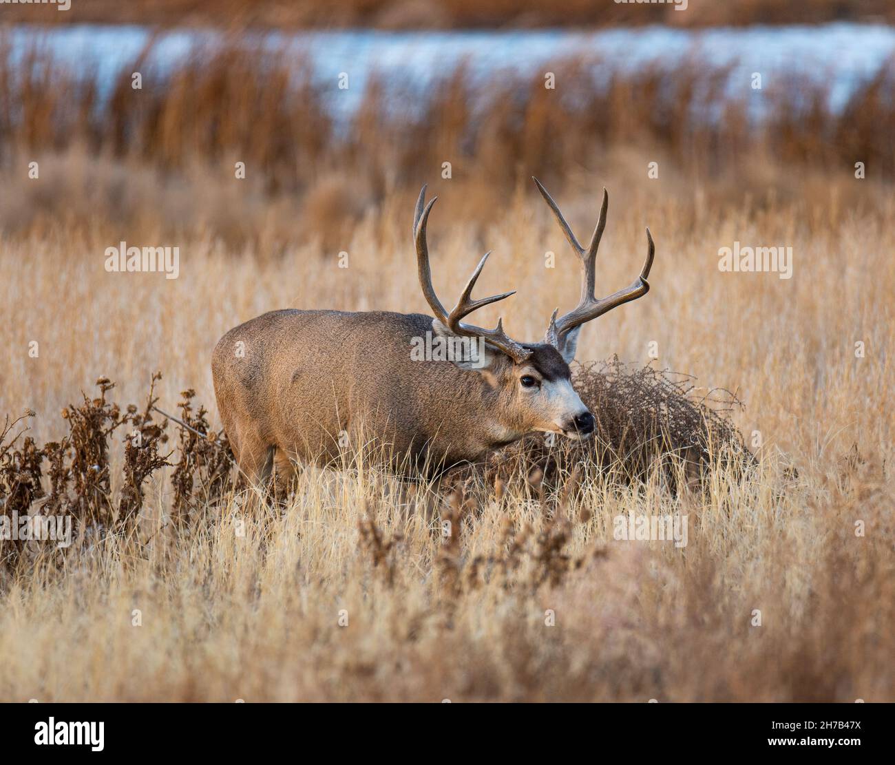 Maultierhirsche, Männchen (Buck), die während der Herbstniederung im Rocky Mountain Arsenal National Wildlife Refuge Colorado, USA, nach Weibchen (Rehe) suchen Stockfoto