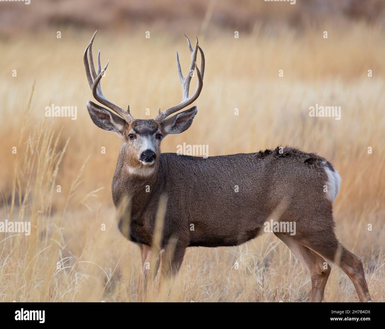 Das Männchen des Maultieres (Buck) steht mit der Kamera in Richtung Breitseite im Rocky Mountain Arsenal National Wildlife Refuge Colorado, USA Stockfoto