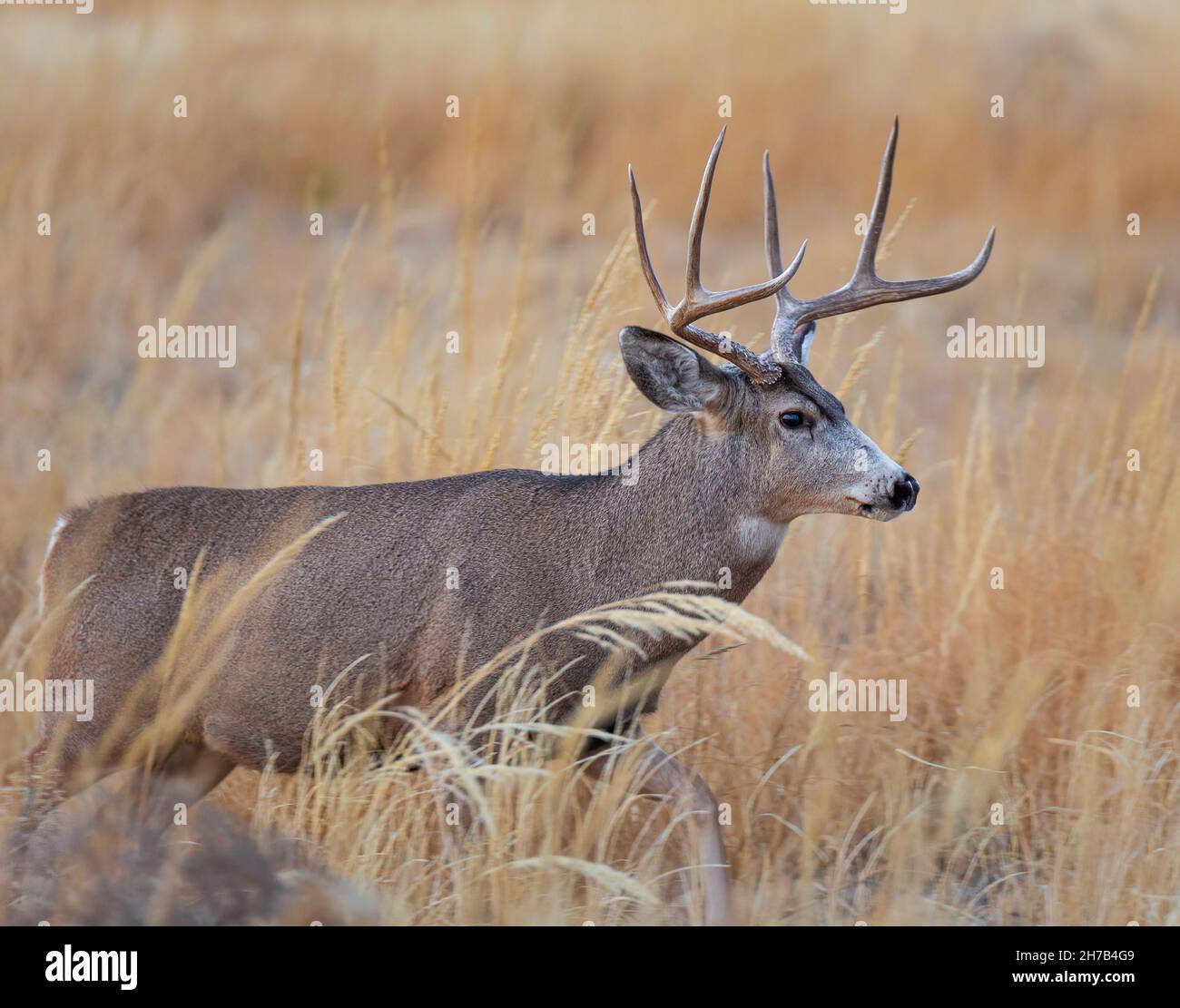 Maultierhirsche, Männchen (Buck), die während der Herbstniederung im Rocky Mountain Arsenal National Wildlife Refuge Colorado, USA, nach Weibchen (Rehe) suchen Stockfoto