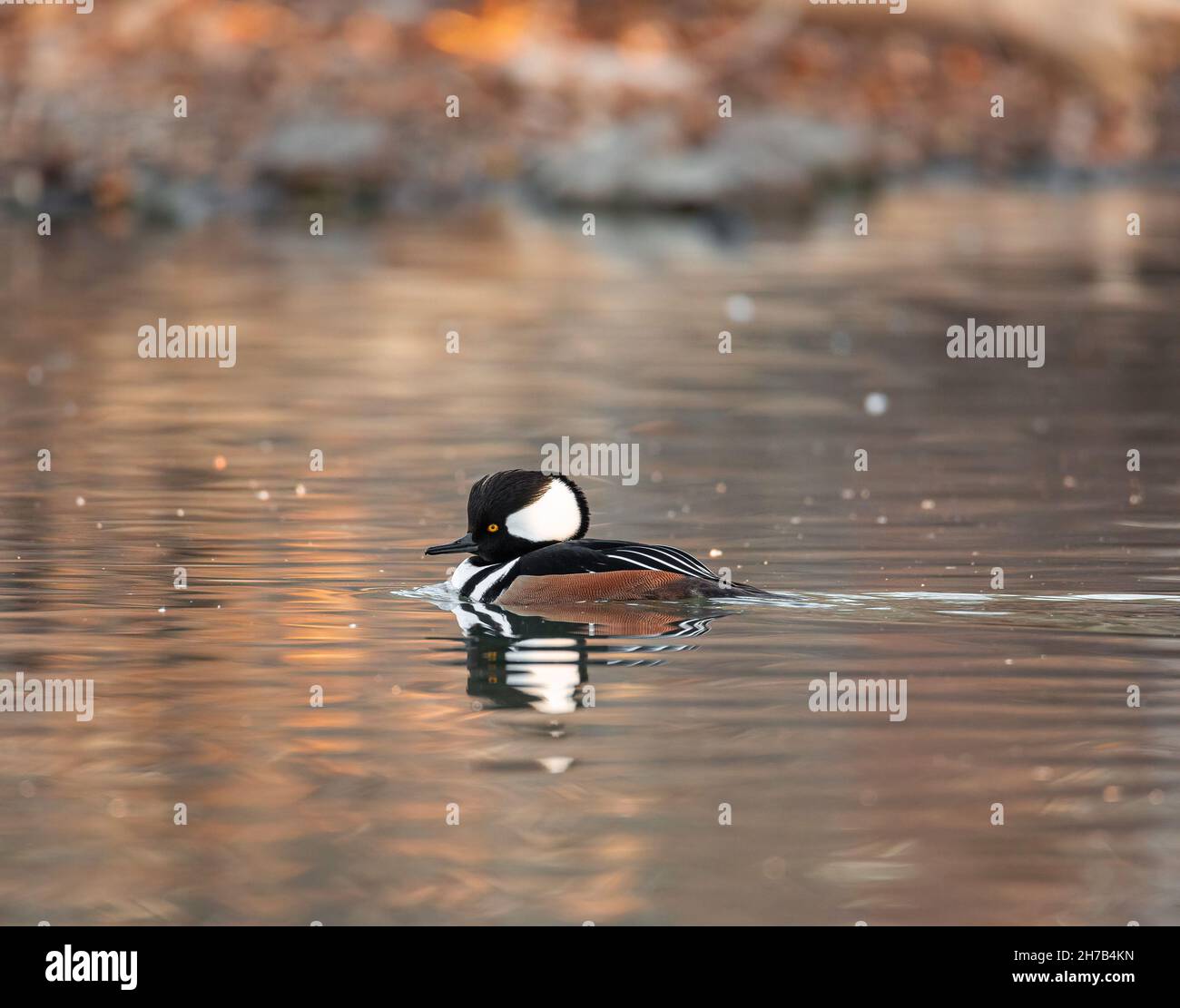 Kapuzen-Mergansermännchen (drake) schwimmt im vollzüchterischen Gefieder Colorado, USA, über den Teich Stockfoto