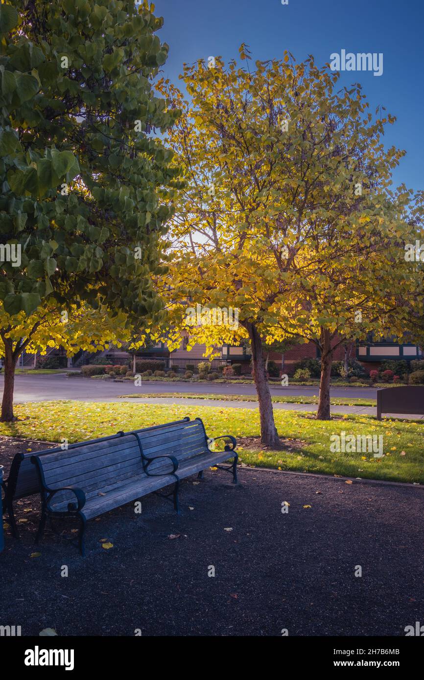Leere Bank im Herbstpark. Laubbäume mit bunten grünen, gelben, orangefarbenen, goldenen Blättern Stockfoto