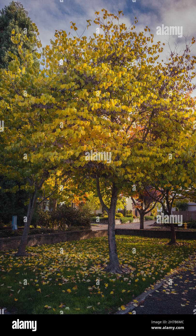 Der Herbst ist in die Stadt gekommen. Laubbäume mit bunten grünen, gelben, orangen, goldenen Blättern Stockfoto