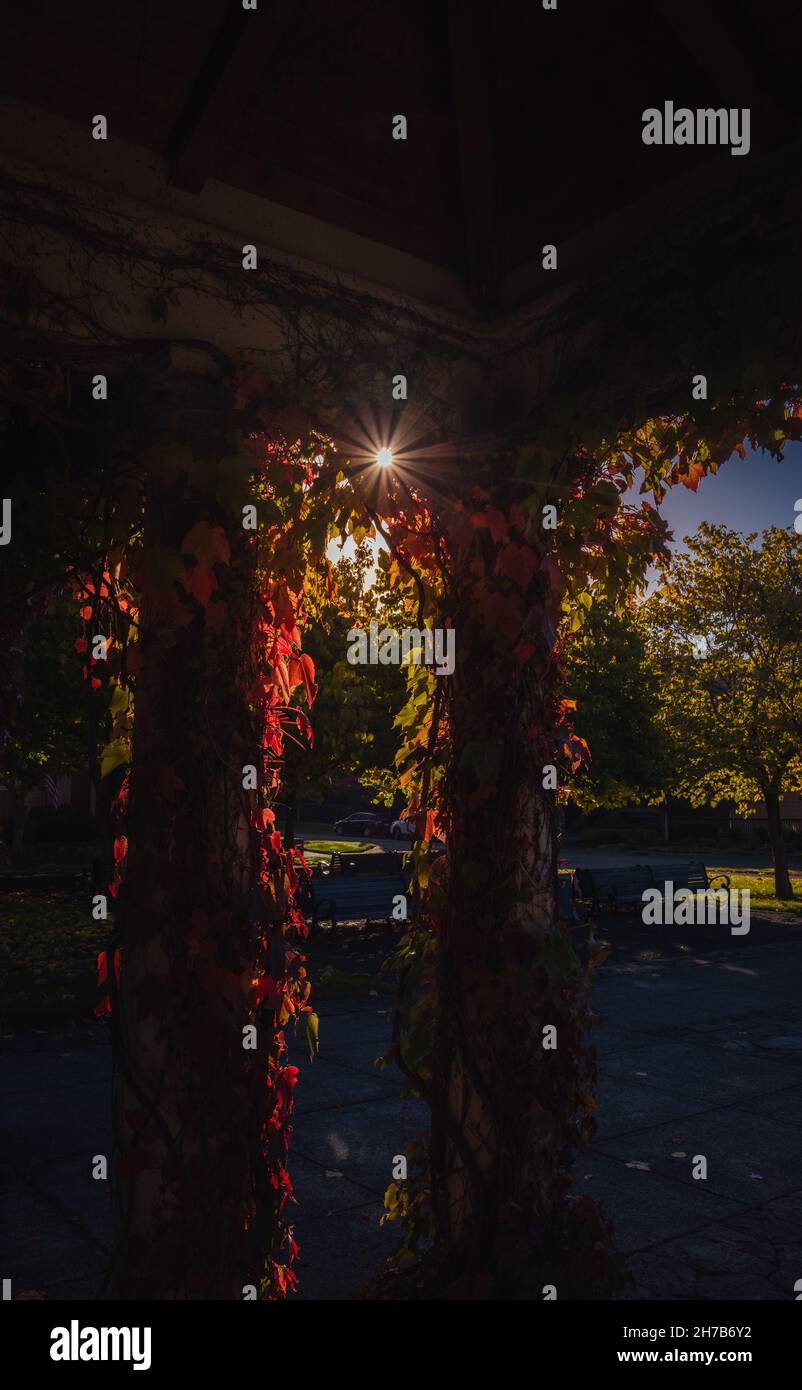 Der Herbst ist in die Stadt gekommen. Laubbäume mit bunten grünen, gelben, orangen, goldenen Blättern Stockfoto