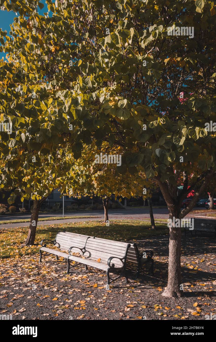 Leere Bank im Herbstpark. Laubbäume mit bunten grünen, gelben, orangefarbenen, goldenen Blättern Stockfoto