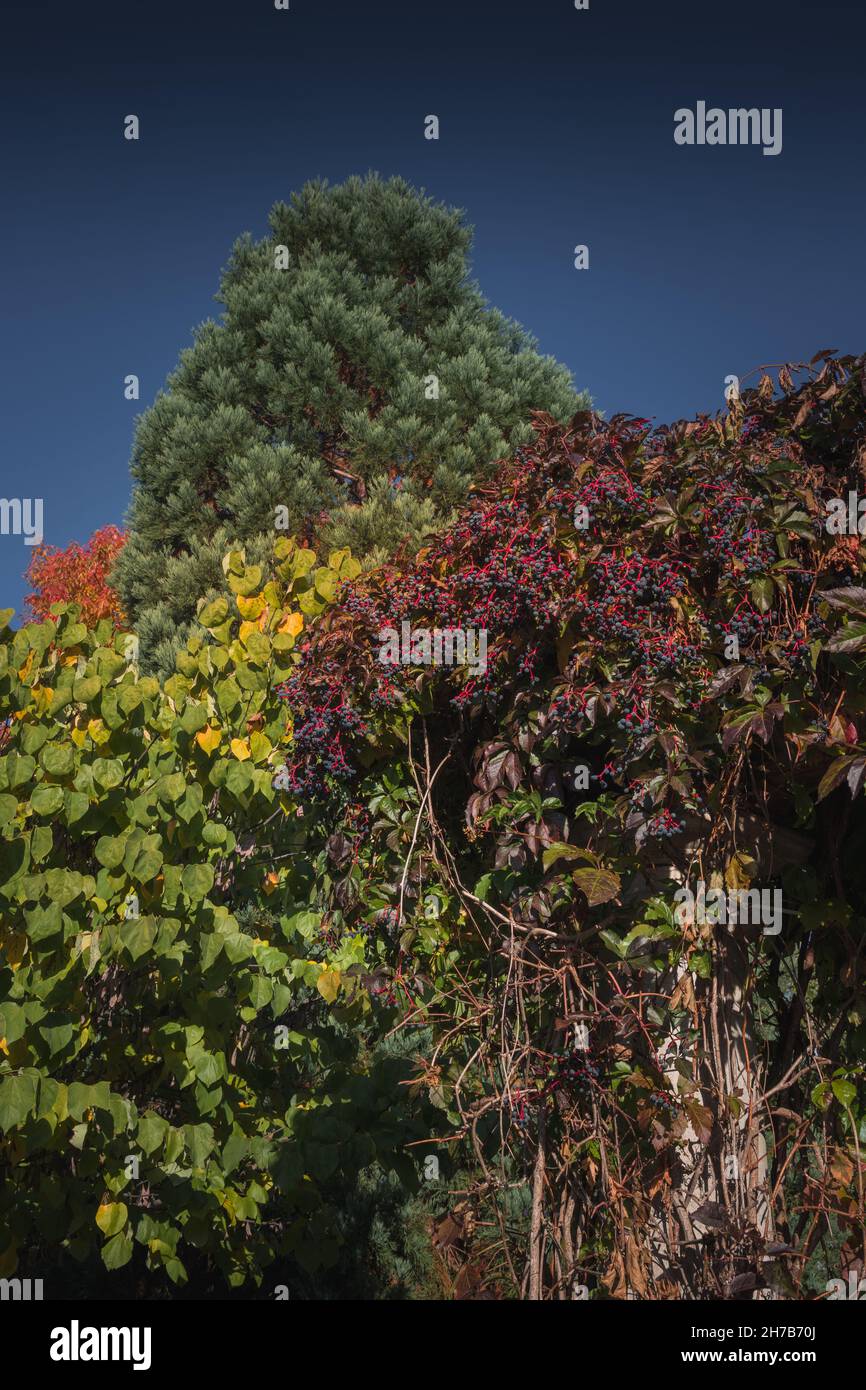 Der Herbst ist in die Stadt gekommen. Laubbäume mit bunten grünen, gelben, orangen, goldenen Blättern Stockfoto