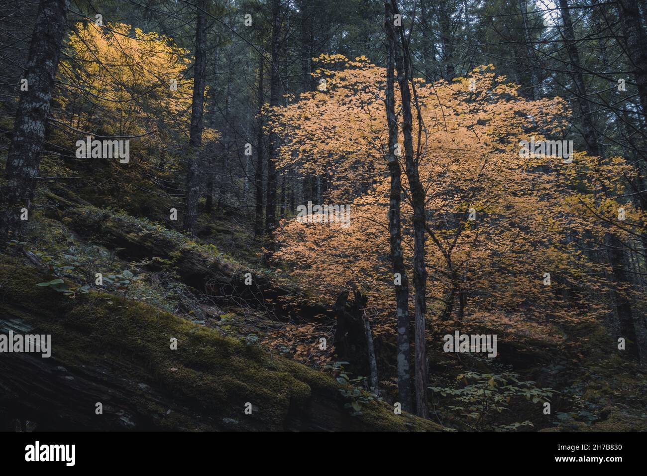 Laubbäume mit bunten grünen, gelben, orangefarbenen, goldenen Blättern. Bergfluss mit im Herbstwald. Waldfluss im Herbst Stockfoto