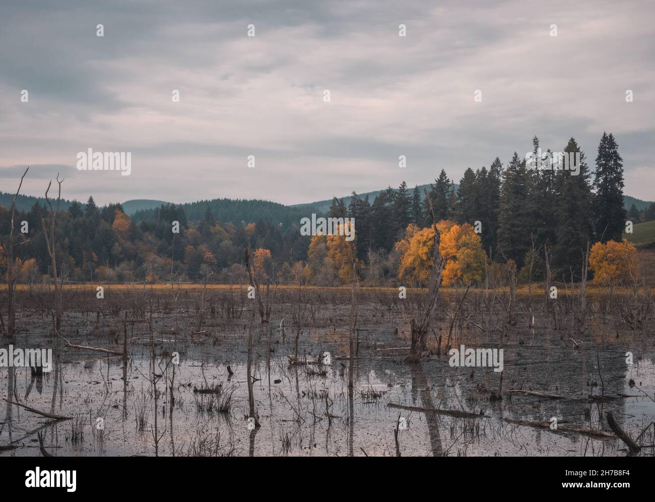 Sumpf mit toten Bäumen auf einem Hintergrund des Herbstwaldes auf einem Hügel. Herbstsaison Hintergrundkonzept Stockfoto