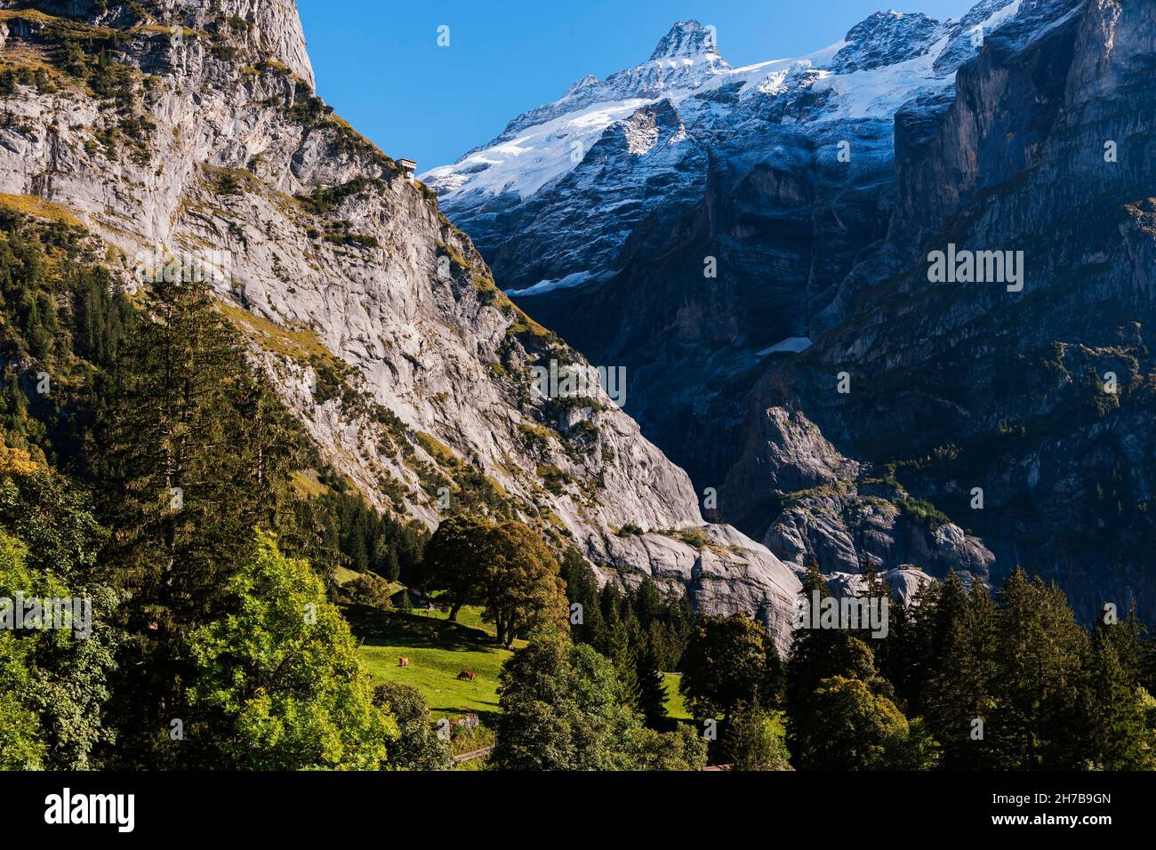 Majestätische Panoramaausblicke von verschneiten Gletschern bis hin zu Kühen, die auf grünen Weiden unter dem Wetterhorn in Grindelwald, Schweiz, im Berner Oberland weiden Stockfoto