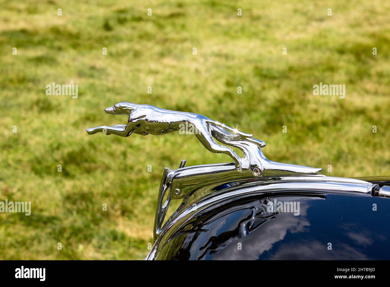 Die kultige Chrom Windhund Haube Ornament auf einem schwarzen 1936 Ford V8. Stockfoto