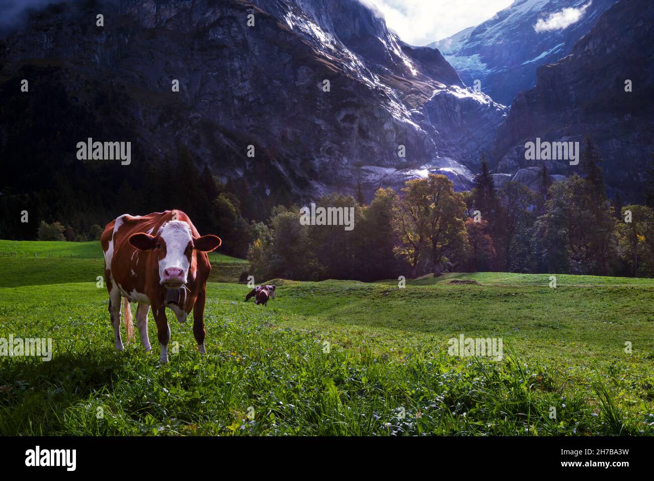 Lustige Schweizer Kuh, die sich auf der schönsten Weide der Welt unter dem imposanten Oberer Grindelwaldgletscher in der Nähe von Grindelwald in der Schweiz aufführt Stockfoto