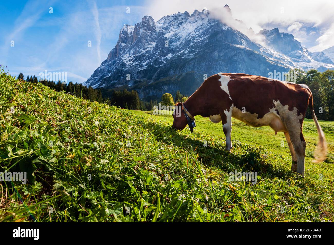 Fröhliche Schweizer Kuh, die auf der schönsten Weide der Welt unter dem Oberer Grindelwaldgletscher in Grindelwald, Schweiz, schwingt Stockfoto
