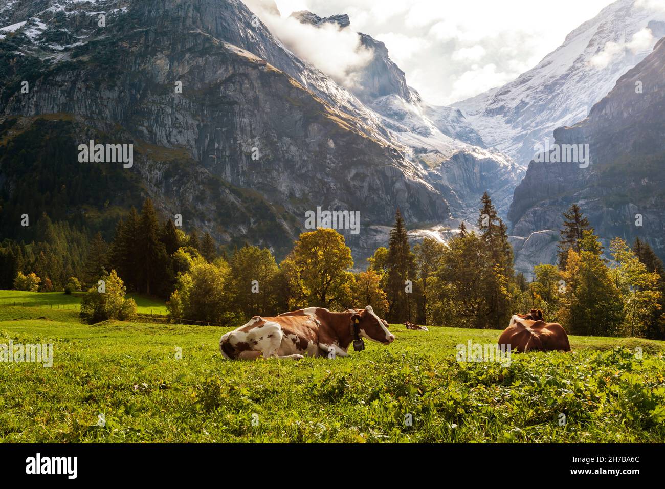 Die Kühe ruhen auf Auturmweiden, unterhalb des Oberen Grindelwaldgletschers im Berner Oberland in Grindelwald, Schweiz, in den frühen Morgensonnen. Stockfoto