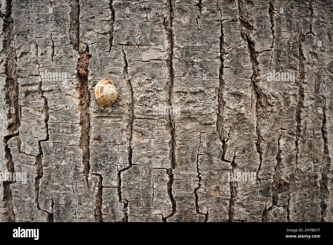 Abstrakte Fotografie einer gewöhnlichen Schnecke, addet sich an die raue, graue Rinde eines Pappelbaums, Stockfoto