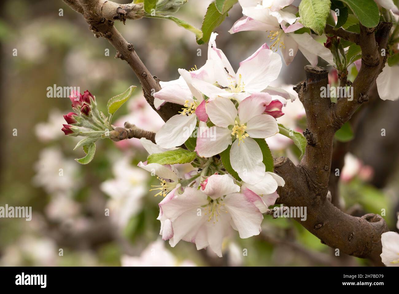 Apfelblüte im Obstgarten, Frühling, Victoria, Australien. Stockfoto