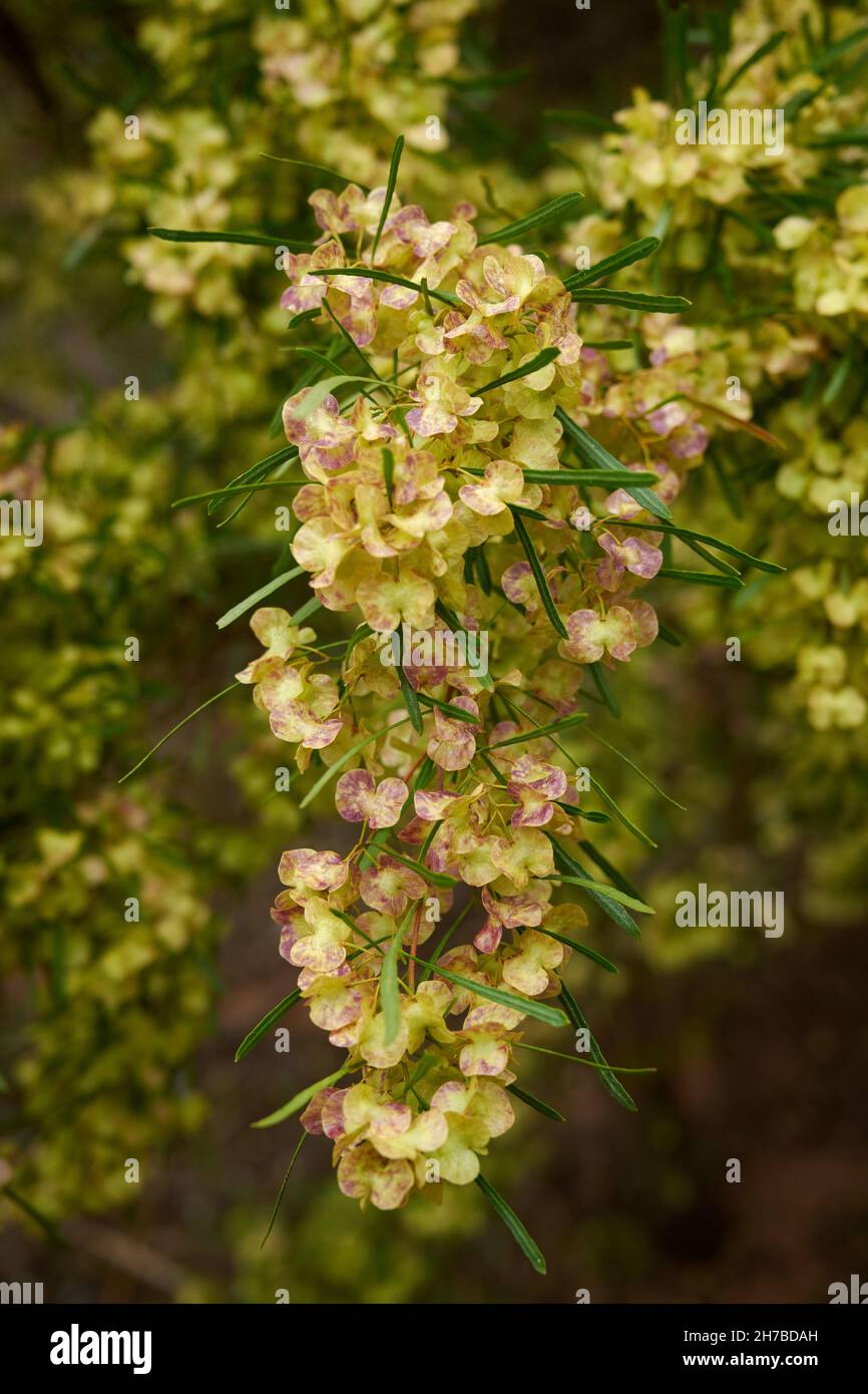 Fruchtgefäße auf einer Dodonaea-zählachigen Pflanze, die in der halbwüchsigen Region Australiens wächst. Diese Unterart hat einen gemeinsamen Namen von Narrow-Leaf Hop Bush. Stockfoto