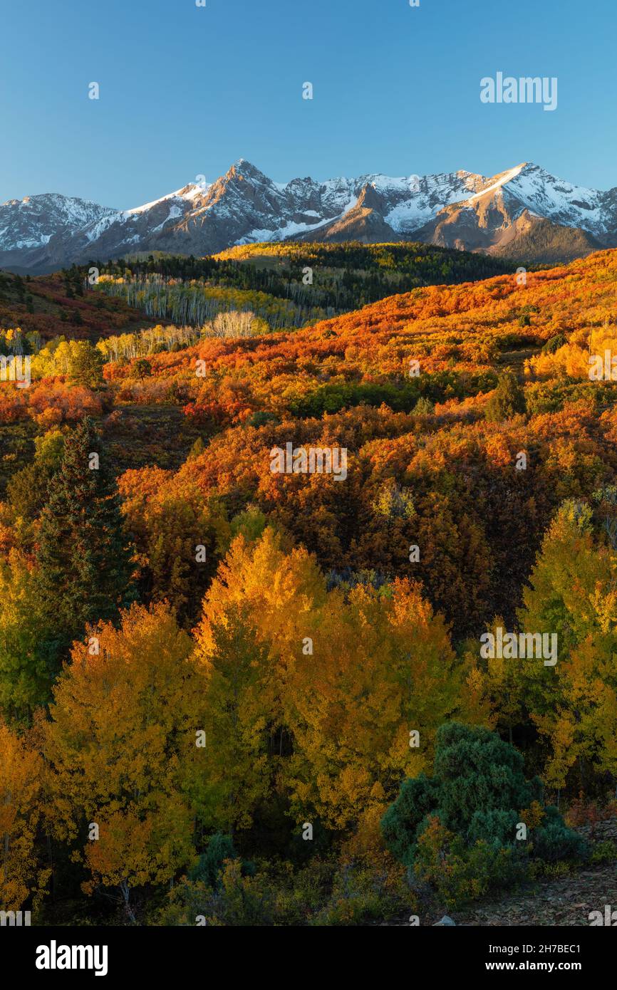 Aspen und buntes Laub im Herbst, Dallas Divide, Uncompahgre National Forest, San Juan Mountains, Colorado Stockfoto