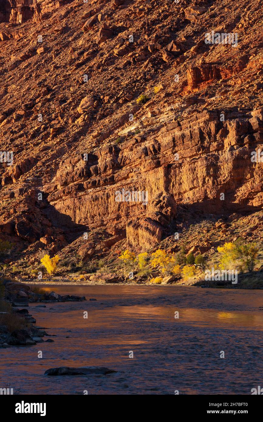 Im Herbst spiegeln sich die Cottonwood-Bäume im Colorado River, Utah Stockfoto