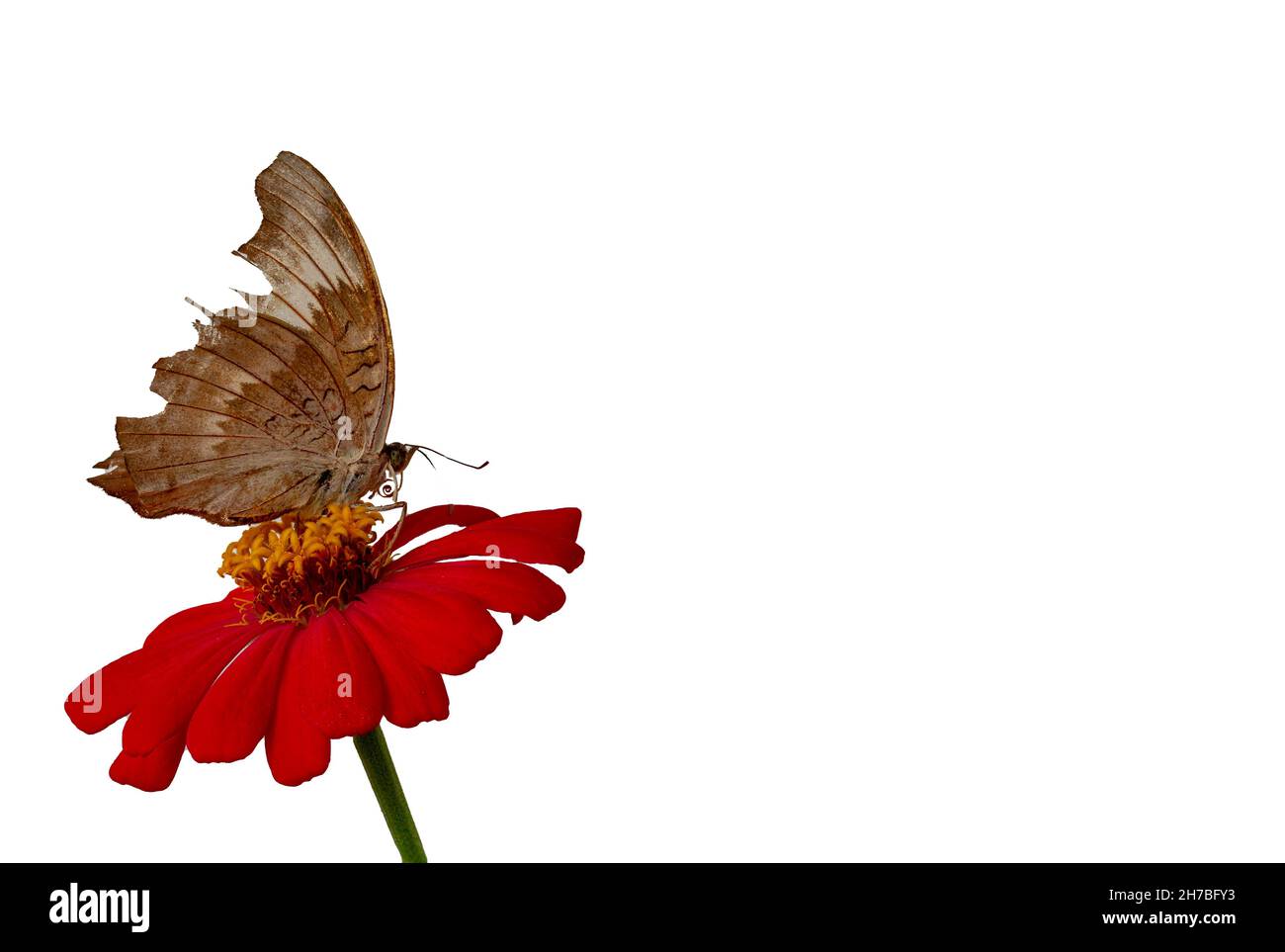 Brauner Schmetterling, der auf einer roten Zinnienblume thront, isoliert auf weißem Hintergrund, Platz kopieren Stockfoto