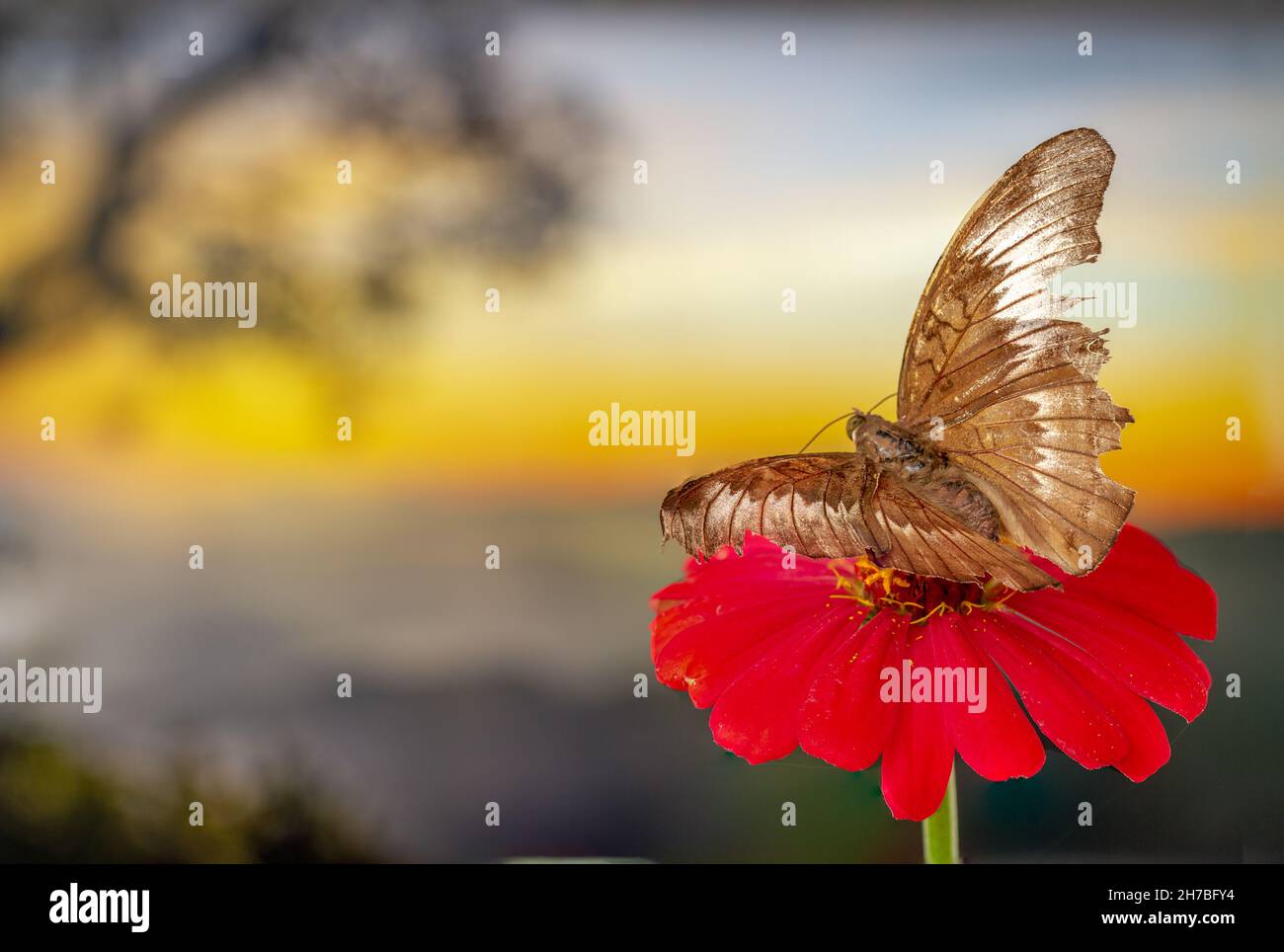 Ein brauner Schmetterling, der auf einer roten Zinnienblume thront, hat einen Laubhintergrund und warmes Sonnenlicht, Kopierraum Stockfoto