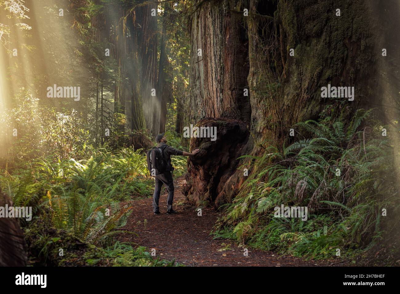 Redwood Forest Backpacking. Kaukasischer Wanderer im Jahr 40s, der den alten kalifornischen Redwood Forest in der Nähe von Crescent City erkundet, Vereinigte Staaten von Amerika. Stockfoto