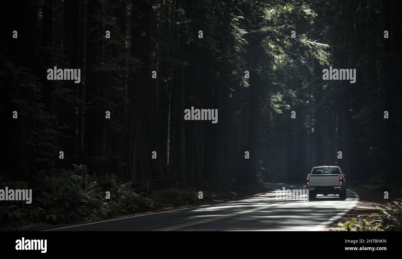Landschaftlich schöner California Redwood Highway Fahren Sie in einem Pickup Truck. Humboldt County, CA, Vereinigte Staaten von Amerika. Thema „Roadtrip“. Stockfoto