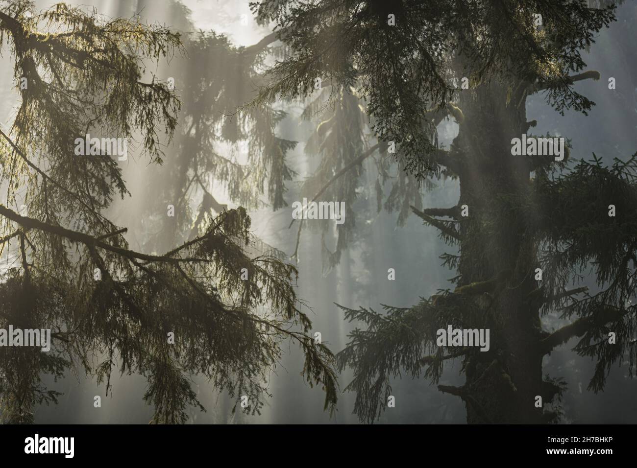 Landschaftlich reizvoller California Redwood Rain Forest, der vom Morgennebel bedeckt ist. Waldlandschaft Aus Der Nähe. Stockfoto