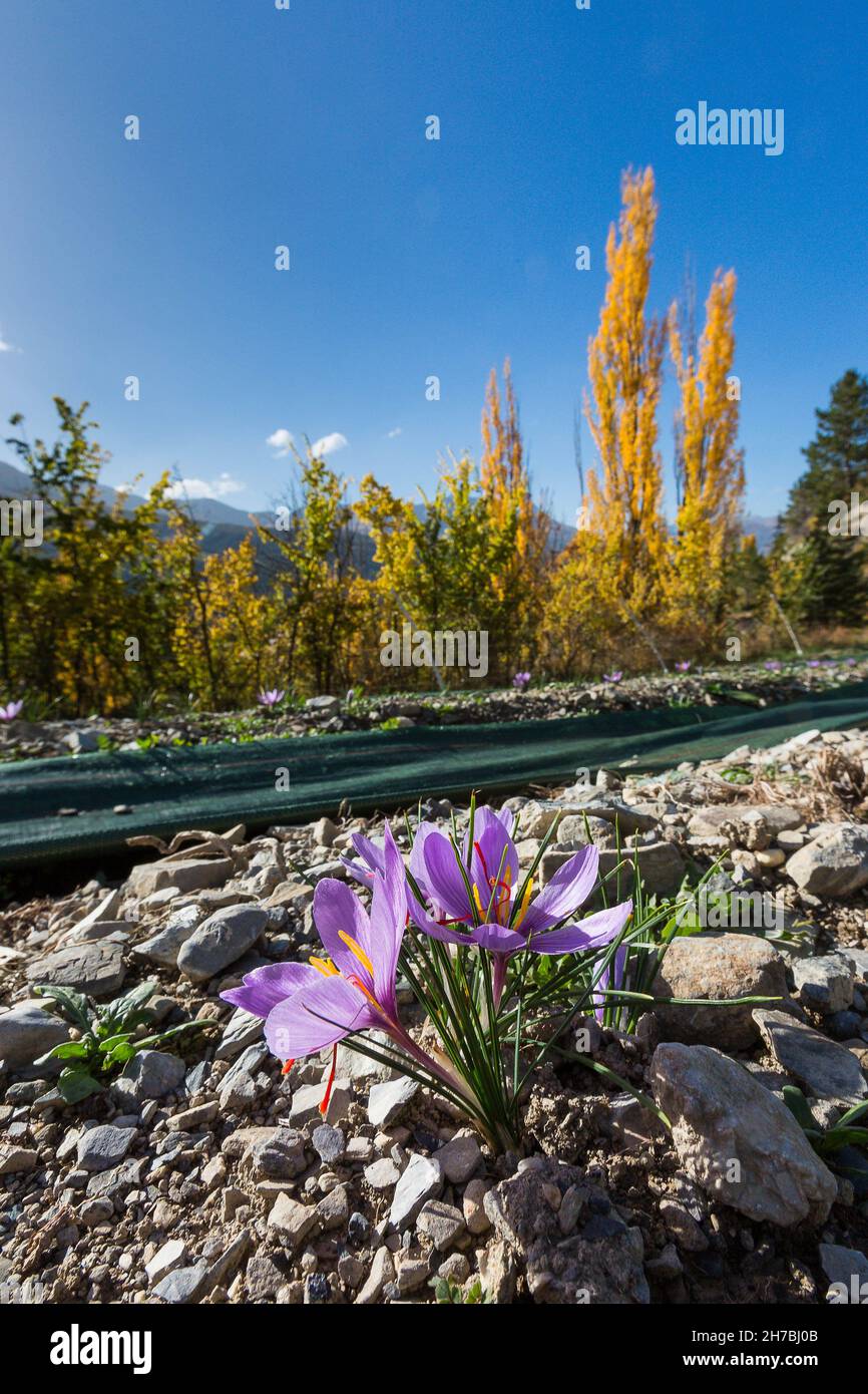 ALPES DE HAUTE-PROVENCE, 04, UBAYE-TAL, COL DE LARCHE, MEYRONNES, CAROLE PROST, LANDWIRTIN, ANBAU UND ERNTE VON SAFRAN, CROCUS SATIVUS Stockfoto